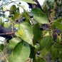 Celtis Bungeana, Bunge's Hackberry Seed 500 PCS, Hei Dan Shu
