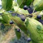 Celtis Bungeana, Bunge's Hackberry Seed 500 PCS, Hei Dan Shu