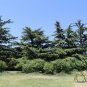 Cedrus Deodara, Deodar Cedar Seed 300 PCS, Himalayan Cedar Xuesong