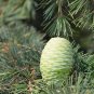 Cedrus Deodara, Deodar Cedar Seed 300 PCS, Himalayan Cedar Xuesong