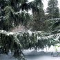 Cedrus Deodara, Deodar Cedar Seed 300 PCS, Himalayan Cedar Xuesong