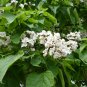 Catalpa Speciosa, Northern Catalpa Seed 1000 PCS, Huangjin Shu