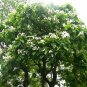 Catalpa Speciosa, Northern Catalpa Seed 1000 PCS, Huangjin Shu