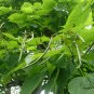 Catalpa Speciosa, Northern Catalpa Seed 1000 PCS, Huangjin Shu