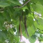 Catalpa Speciosa, Northern Catalpa Seed 1000 PCS, Huangjin Shu