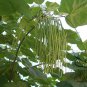 Catalpa Ovata, Yellow Catalpa Seed 1000 PCS, Chinese Catalpa Zi Shu