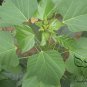 Catalpa Bungei, Manchurian Catalpa Seed 1000 PCS, Qui Wood Qui Shu
