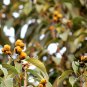 Castanopsis Sclerophylla, Quercus Sclerophylla Seed 50 PCS, Ku Zhu
