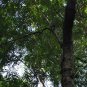 Cassia Siamea, Senna Siamea Seed 500 PCS, Cassod Tree Tie Dao Mu