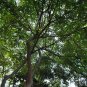 Cassia Siamea, Senna Siamea Seed 500 PCS, Cassod Tree Tie Dao Mu