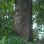 Cassia Siamea, Senna Siamea Seed 500 PCS, Cassod Tree Tie Dao Mu