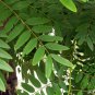 Cassia Siamea, Senna Siamea Seed 500 PCS, Cassod Tree Tie Dao Mu