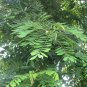 Cassia Siamea, Senna Siamea Seed 500 PCS, Cassod Tree Tie Dao Mu