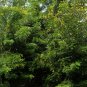 Cassia Siamea, Senna Siamea Seed 500 PCS, Cassod Tree Tie Dao Mu