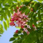 Cassia Nodosa, Pink Cassia Seed 300 PCS, Jie Jia Jue Ming
