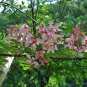 Cassia Nodosa, Pink Cassia Seed 300 PCS, Jie Jia Jue Ming