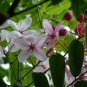 Cassia Nodosa, Pink Cassia Seed 300 PCS, Jie Jia Jue Ming