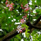 Cassia Bakeriana, Pink Cassia Wishing Tree Seed 300 PCS, Hua Qi Mu