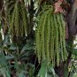 Caryota Ochlandra, Chinese Fishtail Palm Seed 100 PCS, Yu Wei Kui
