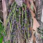Caryota Ochlandra, Chinese Fishtail Palm Seed 100 PCS, Yu Wei Kui