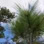 Caribbean Pine, Pinus Caribaea Seed 1000 PCS, Bahamas Pine Jialebi Song