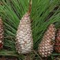 Caribbean Pine, Pinus Caribaea Seed 1000 PCS, Bahamas Pine Jialebi Song
