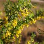 Caragana Intermedia, Caragana Korshinskii Seed 1000 PCS, Ning Tiao