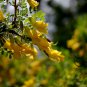 Caragana Intermedia, Caragana Korshinskii Seed 1000 PCS, Ning Tiao