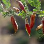 Caragana Intermedia, Caragana Korshinskii Seed 1000 PCS, Ning Tiao