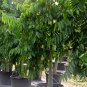 Cananga Odorata, Cananga Tree Seed 300 PCS, Ylang-ylang Yi Lan Xiang