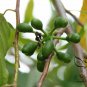 Cananga Odorata, Cananga Tree Seed 300 PCS, Ylang-ylang Yi Lan Xiang