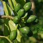 Cananga Odorata, Cananga Tree Seed 300 PCS, Ylang-ylang Yi Lan Xiang
