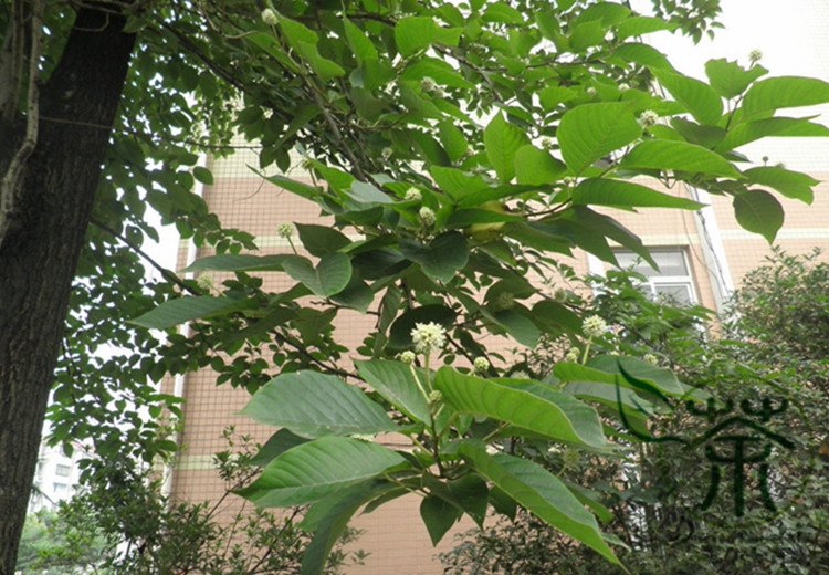 Camptotheca Acuminata, Happy Tree Seed 300 PCS, Tree Of Life Xi Shu