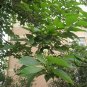 Camptotheca Acuminata, Happy Tree Seed 300 PCS, Tree Of Life Xi Shu