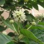 Camptotheca Acuminata, Happy Tree Seed 300 PCS, Tree Of Life Xi Shu