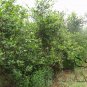 Camellia Oleifera, Oil Camellia Seed 100 PCS, Bai Hua Youcha