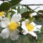 Camellia Oleifera, Oil Camellia Seed 100 PCS, Bai Hua Youcha