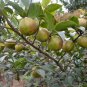 Camellia Oleifera, Oil Camellia Seed 100 PCS, Bai Hua Youcha