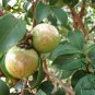 Camellia Oleifera, Oil Camellia Seed 100 PCS, Bai Hua Youcha