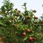 Camellia Oleifera, Oil Camellia Seed 100 PCS, Bai Hua Youcha