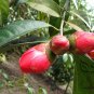 Camellia Chekiangoleosa, Camellia Sinensis Seed 100 PCS, Zhe Jiang Shan Cha
