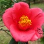Camellia Chekiangoleosa, Camellia Sinensis Seed 100 PCS, Zhe Jiang Shan Cha