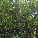 Calophyllum Inophyllum, Beach Calophyllum Seed 1000 PCS, Qiongya Haitang