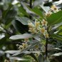 Calophyllum Inophyllum, Beach Calophyllum Seed 1000 PCS, Qiongya Haitang