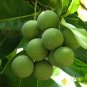 Calophyllum Inophyllum, Beach Calophyllum Seed 1000 PCS, Qiongya Haitang