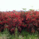 Callistemon Rigidus, Melaleuca Linearis Seed 1000 PCS, Hong Qian Ceng
