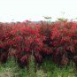 Callistemon Rigidus, Melaleuca Linearis Seed 1000 PCS, Hong Qian Ceng