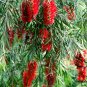 Callistemon Rigidus, Melaleuca Linearis Seed 1000 PCS, Hong Qian Ceng