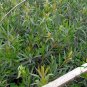 Callistemon Rigidus, Melaleuca Linearis Seed 1000 PCS, Hong Qian Ceng