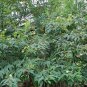 Cajanus Cajan, Pigeon Pea Seed 500 PCS, Mu Dou